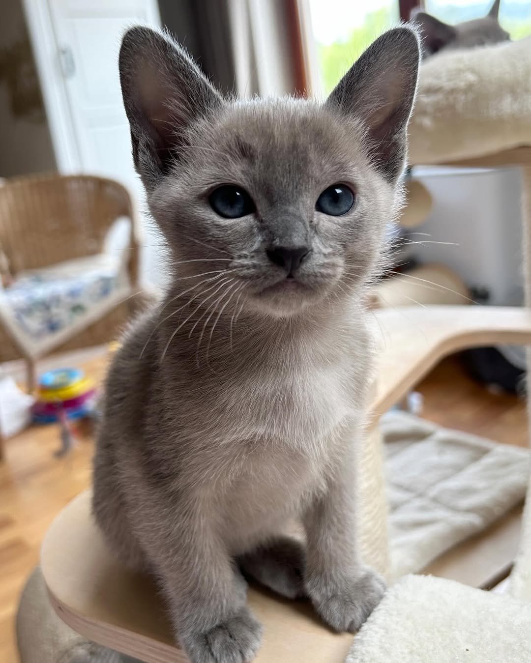 Luna - Tonkinese Kitten